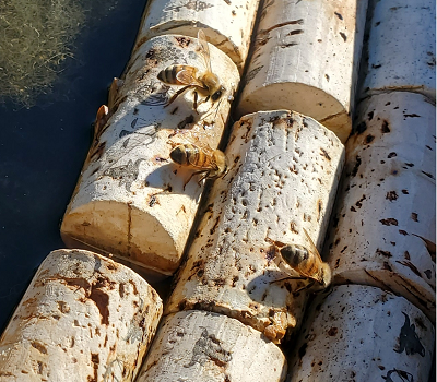 bees on wine corks, drinking water (McKinney winery)
