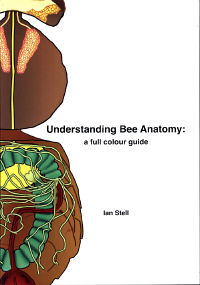 Understanding Bee Anatomy: a full colour guide