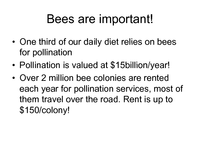 Bees are important!