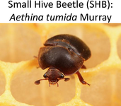 Small Hive Beetle (SHB): Aethina tumida Murray