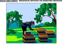 Splits and Starts: Biological Miticide via Honeybee Increase