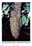 The Regulation of Temperature in the Honeybee Swarm