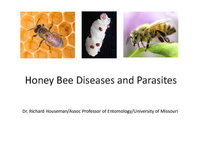 Honey Bee Diseases and Parasites