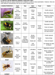 How do I tell the difference between a wasp and a bee?