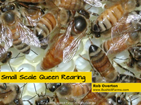 Small Scale Queen Rearing