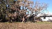 Felling an old oak tree, with two colonies