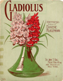 Gladiolus, Eugene Platzmann, 1900